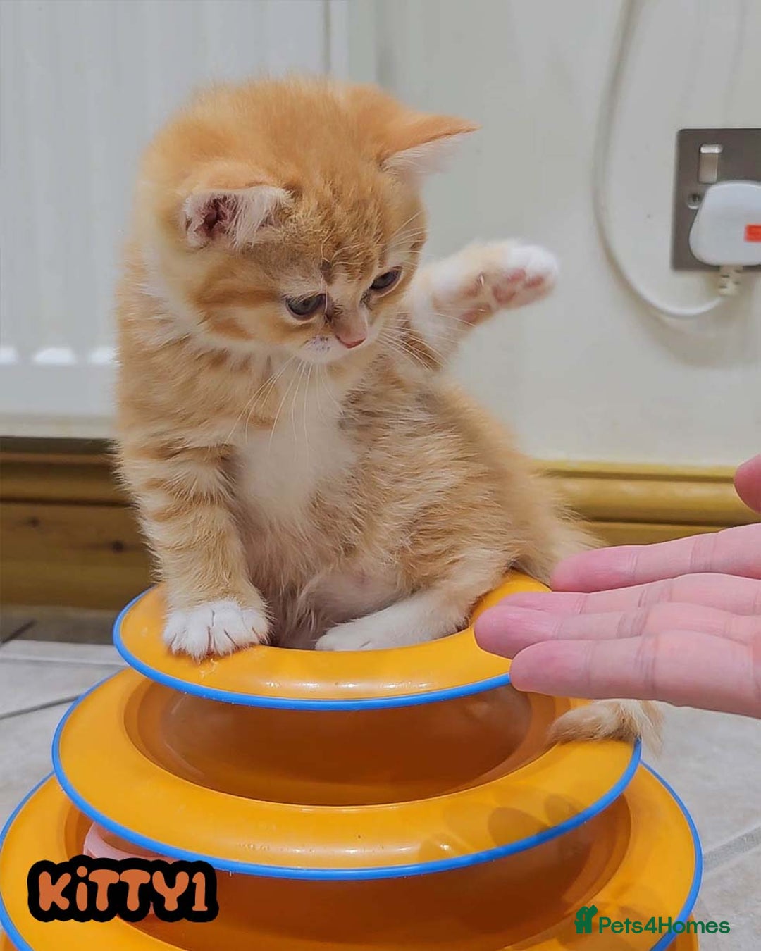 British Shorthair cats for sale: Adorable Kittens Ready For Reservation  - Image 18