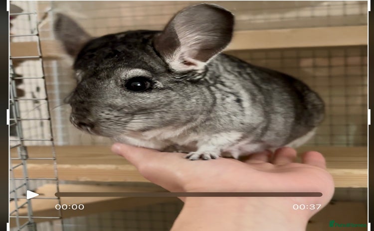 Chinchilla rodents - Advert 2