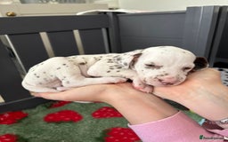 Dalmatian dogs for sale: 8 Gorgeous Dalmatian Puppies - Image 9