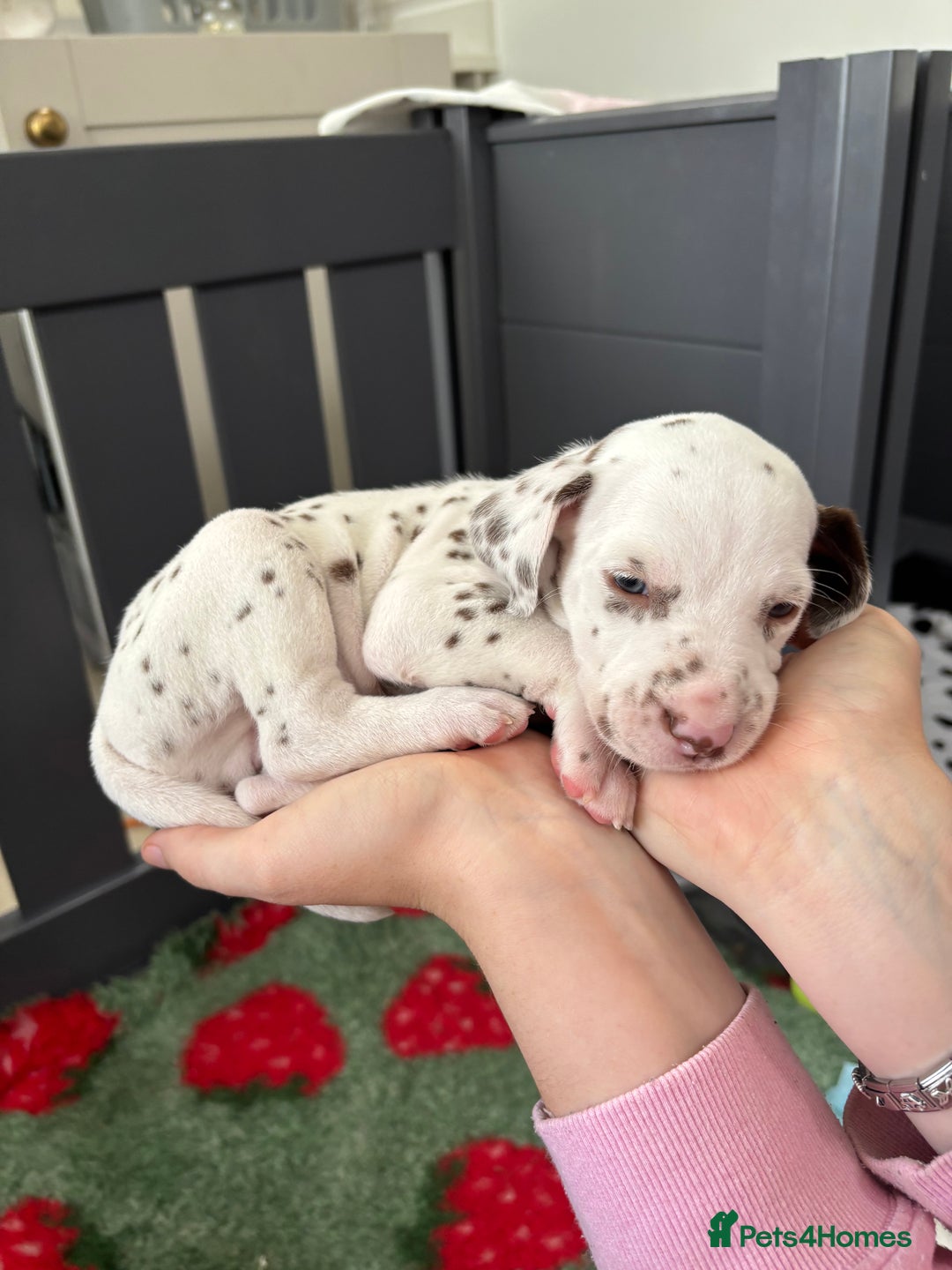Dalmatian dogs for sale: 8 Gorgeous Dalmatian Puppies - Image 9