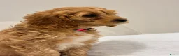 Cavapoo dogs for sale: ADORABLE F1 TOY CAVAPOOS - Advert 10