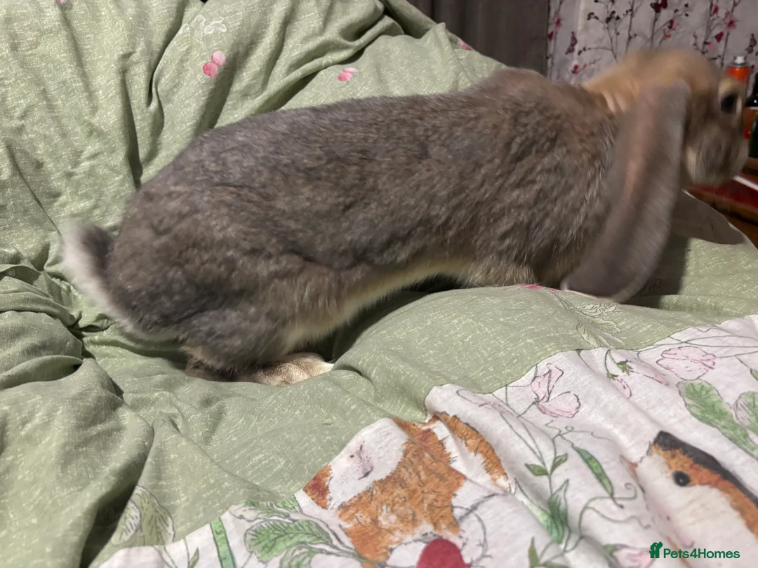 English Lop rabbits for sale: Female English lops  - Advert 13