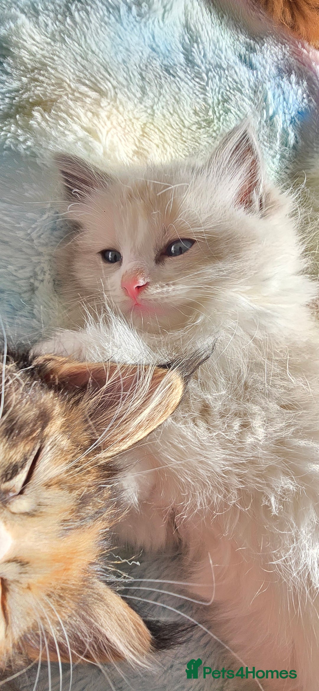 Ragdoll cats for sale: Stunning Ragdoll kittens .TICA registered  - Advert 23
