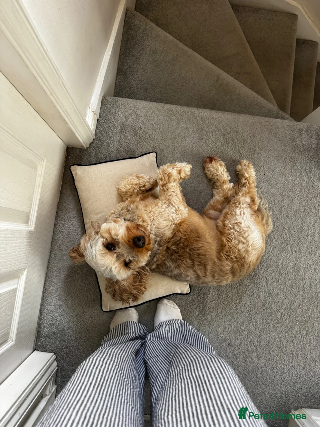 Cockapoo dogs for stud: Handsome F1 Cockapoo Stud. Proven,Healthy & Gentle in Ellesmere Port - Advert 8