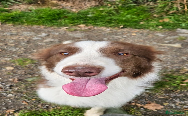 Border Collie dogs - Advert 3
