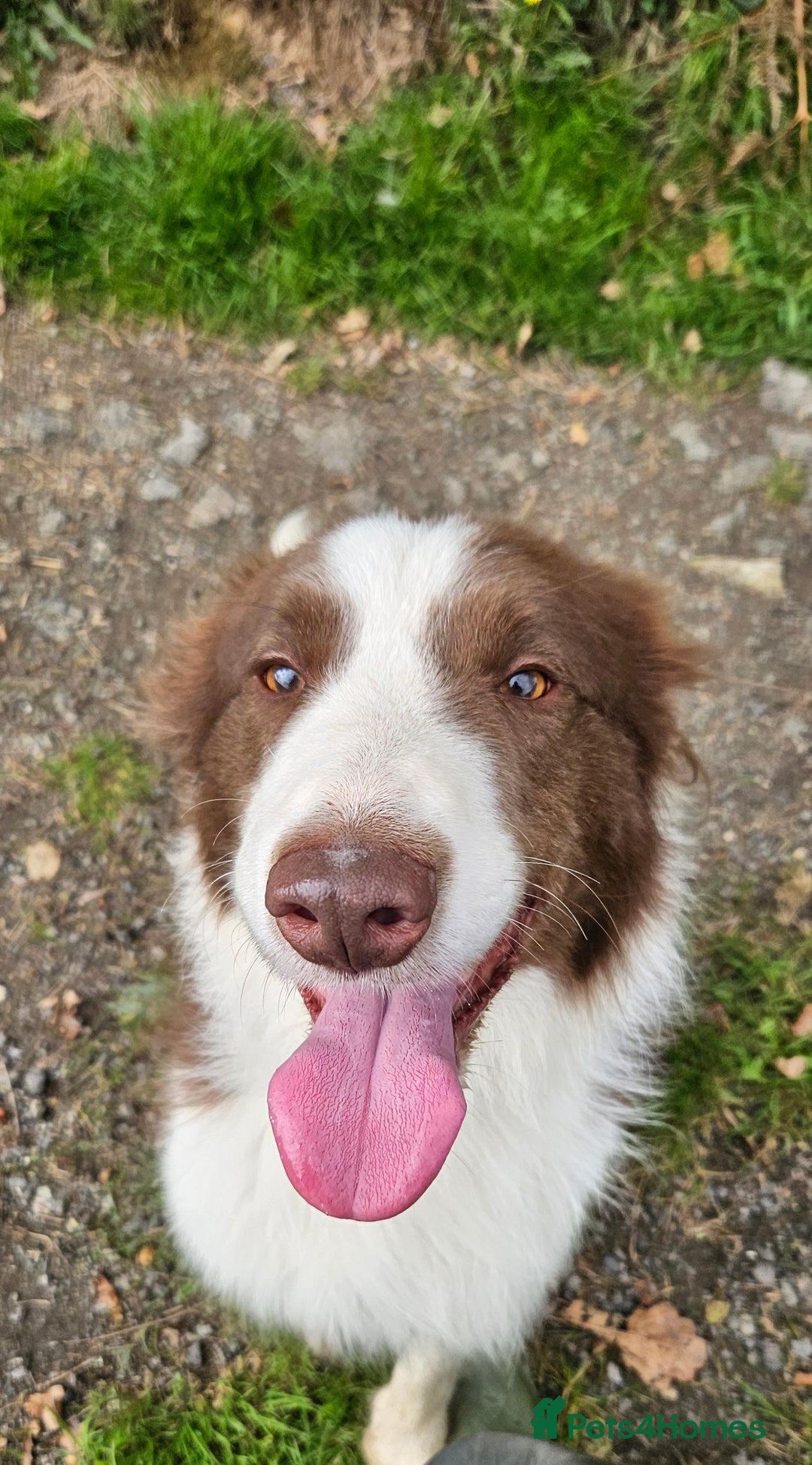 Border Collie dogs for sale: Border collies - Image 1
