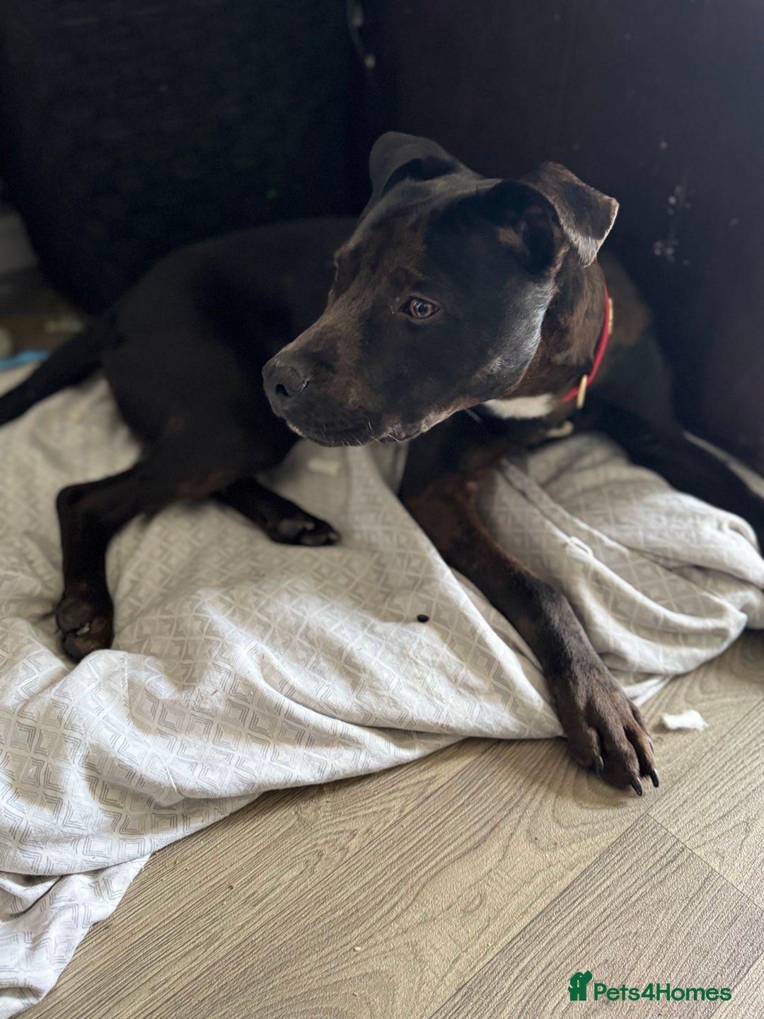 Mixed Breed dogs for sale: Beautiful Boy called Nero - Image 9