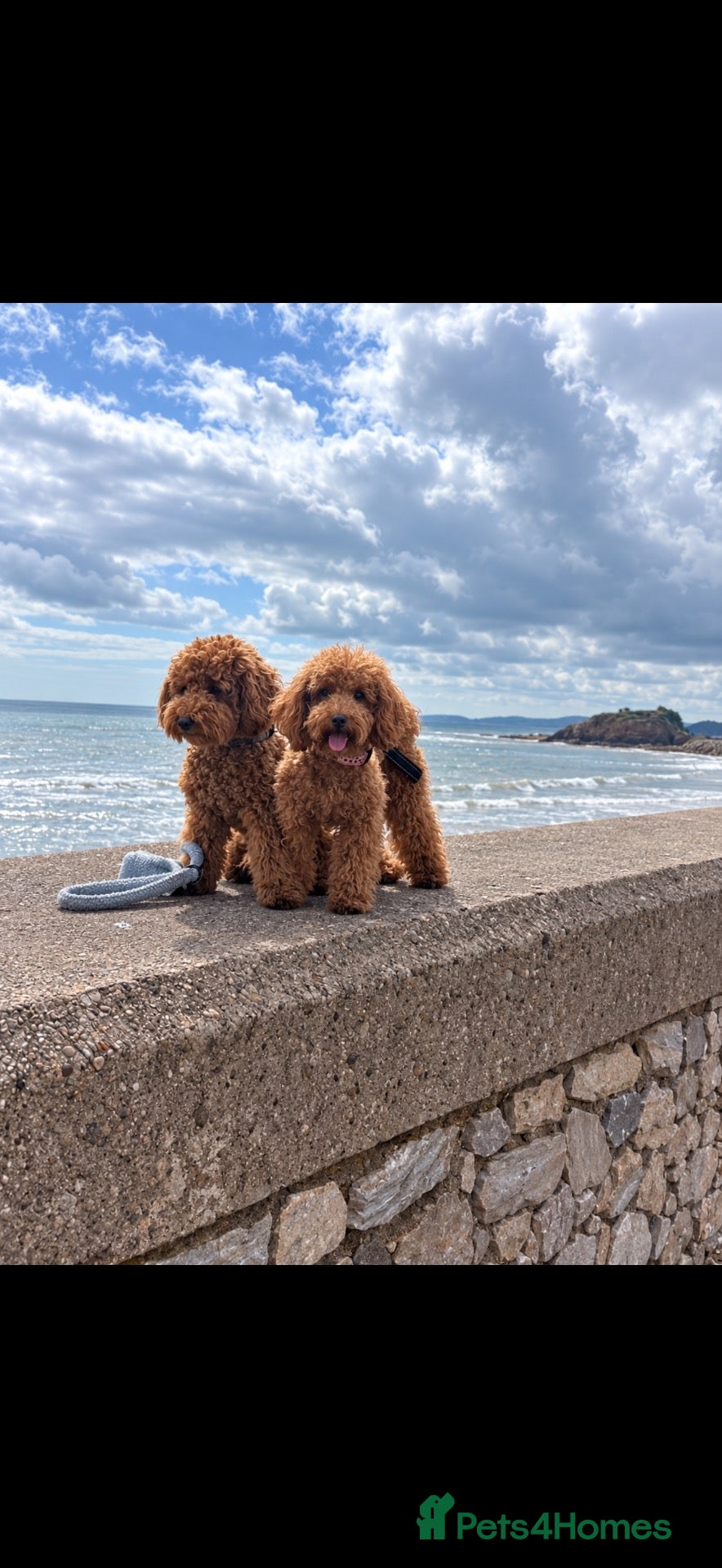 Maltipoo dogs Maltipoo  - Advert 1