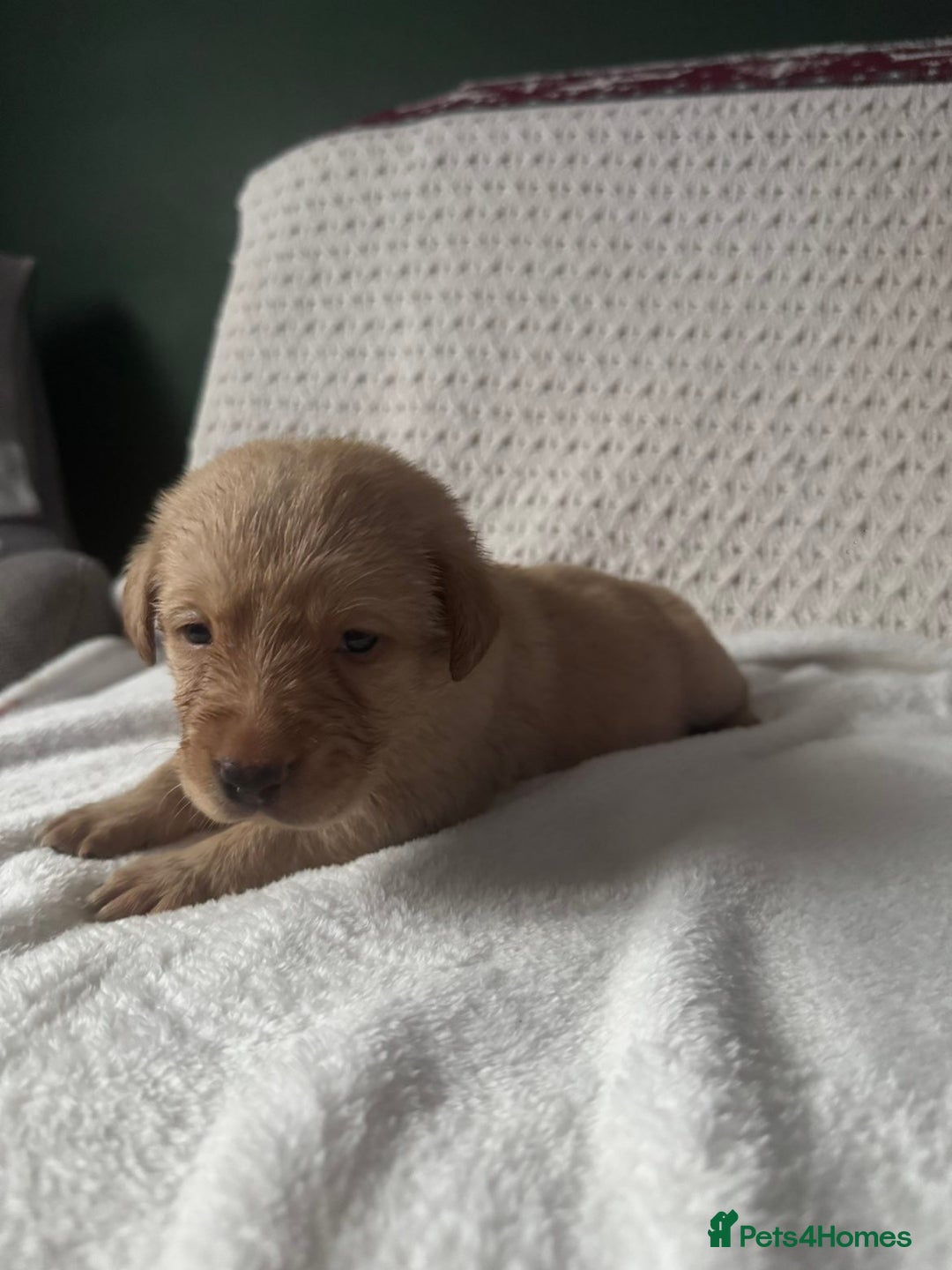 Labrador Retriever dogs for sale: Stunning litter of 9 golden labradors  - Advert 6