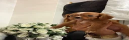 Cavalier King Charles Spaniel dogs for sale: KC registered DNA clear Cavalier pups, ready now - Advert 21
