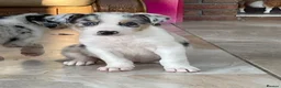 Australian Shepherd dogs for sale: Boys and girls available  - Advert 6