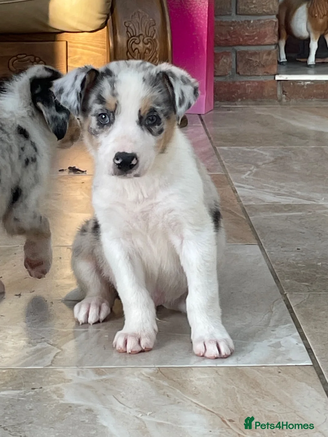 Australian Shepherd dogs for sale: Boys and girls available  - Advert 22