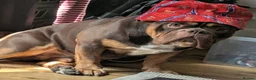 Mixed Breed dogs for sale: Teddy - Advert 1
