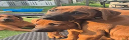 Rhodesian Ridgeback dogs for sale: 4x FEMALE RHODESIAN RIDGEBACK PUPS!! - Advert 2