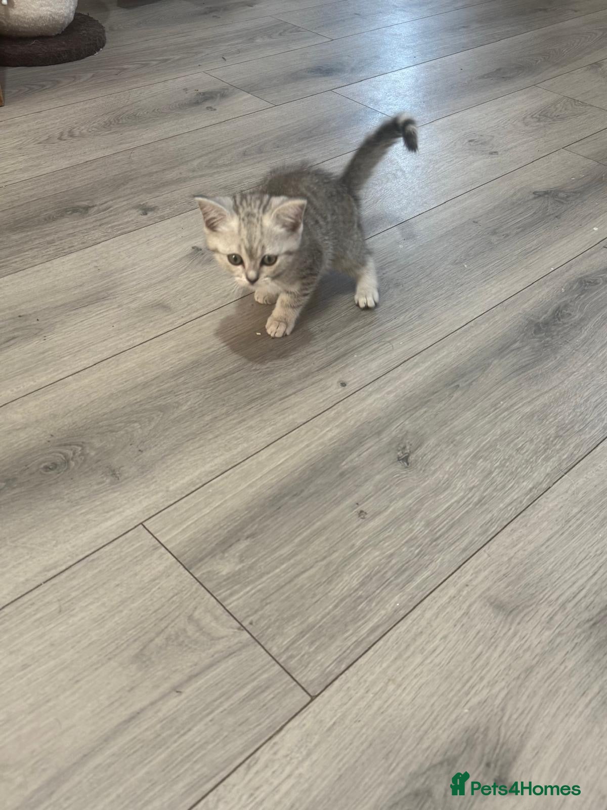 British Shorthair cats Bsh cross ragdoll kittens READY NOW! - Advert 2