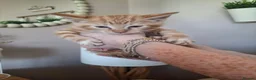 Mixed Breed cats for sale: Four little kittens  - Advert 7