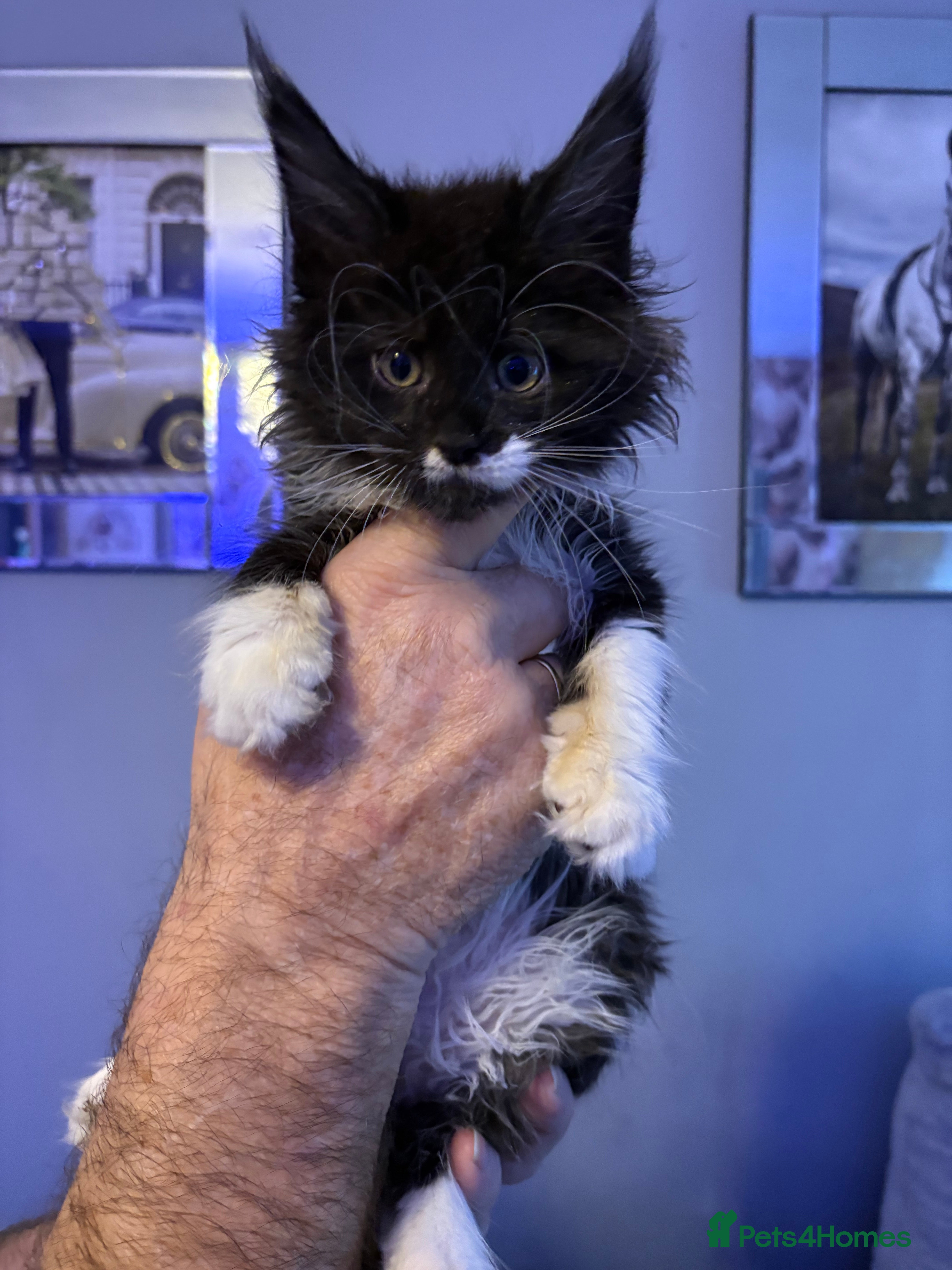 Maine Coon cats 4 STUNNING MAINE COON BABIES  - Advert 1