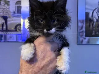 Maine Coon cats 4 STUNNING MAINE COON BABIES - Advert 1