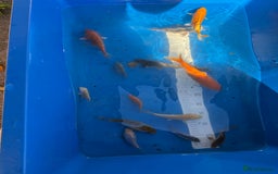 Koi Carp fish for sale: Various koi carp - Image 10