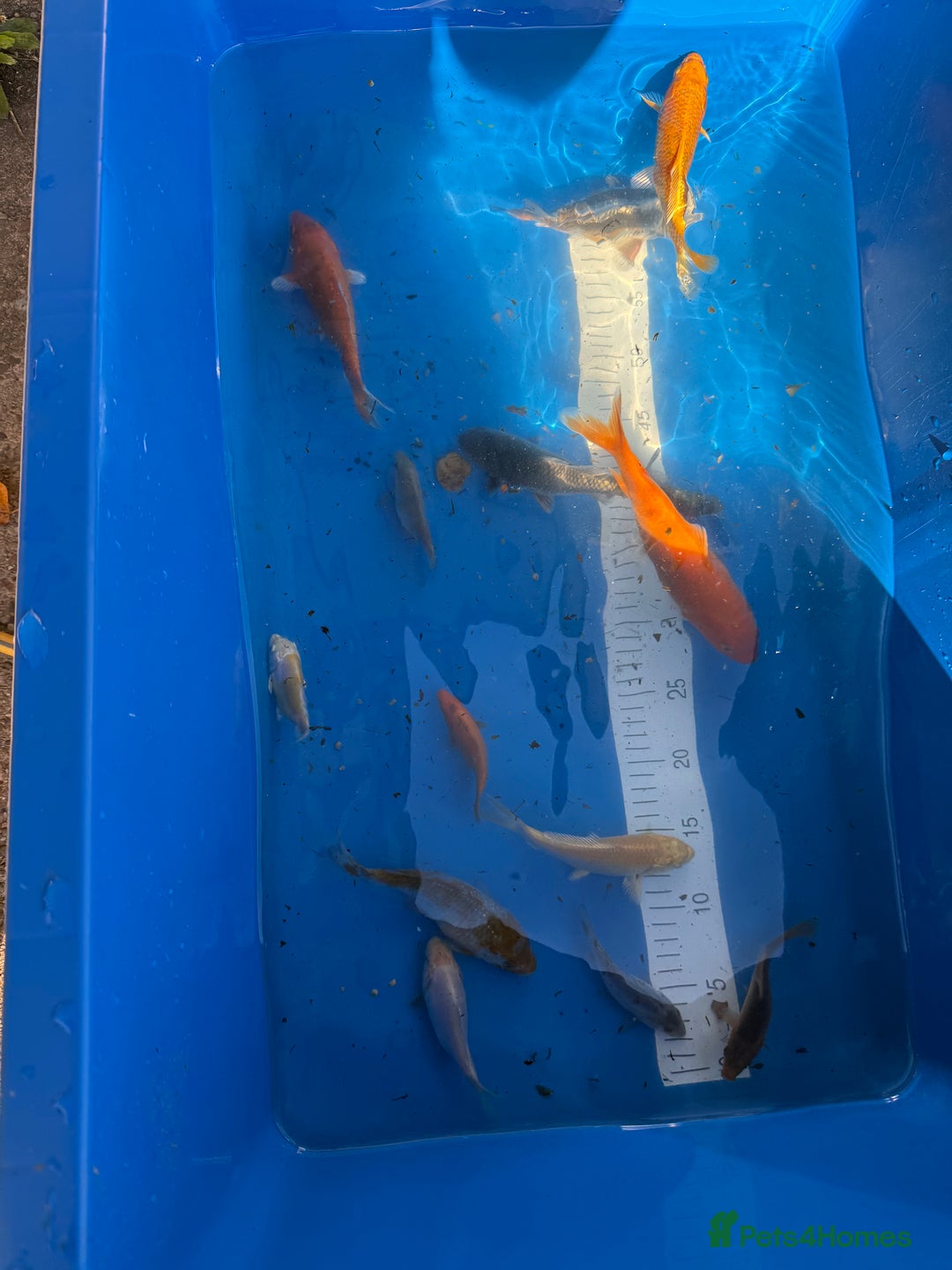 Koi Carp fish for sale: Various koi carp - Image 10
