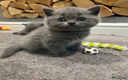 British Shorthair cats for sale: Pedigree Blue British Shorthair 💙💙💙💗💗💗💗 - Image 14