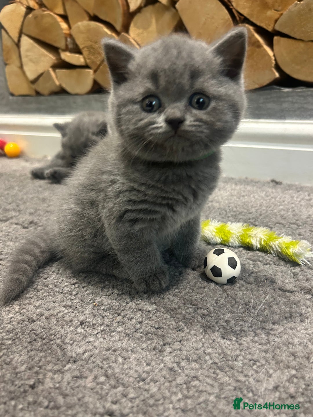 British Shorthair cats for sale: Pedigree Blue British Shorthair 💙💙💙💗💗💗💗 - Image 14