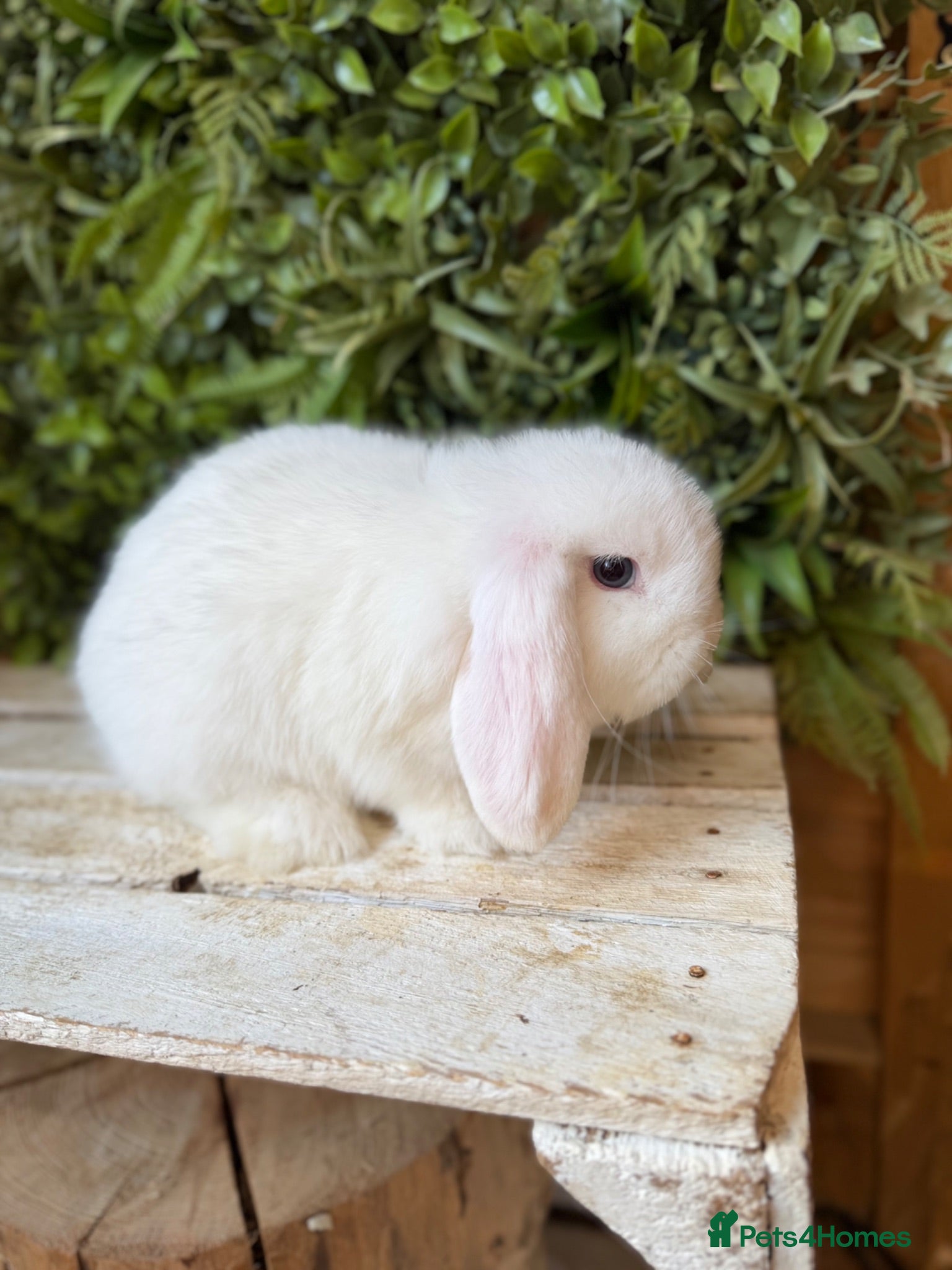 Mini Lop rabbits Mini lop doe  - Advert 9