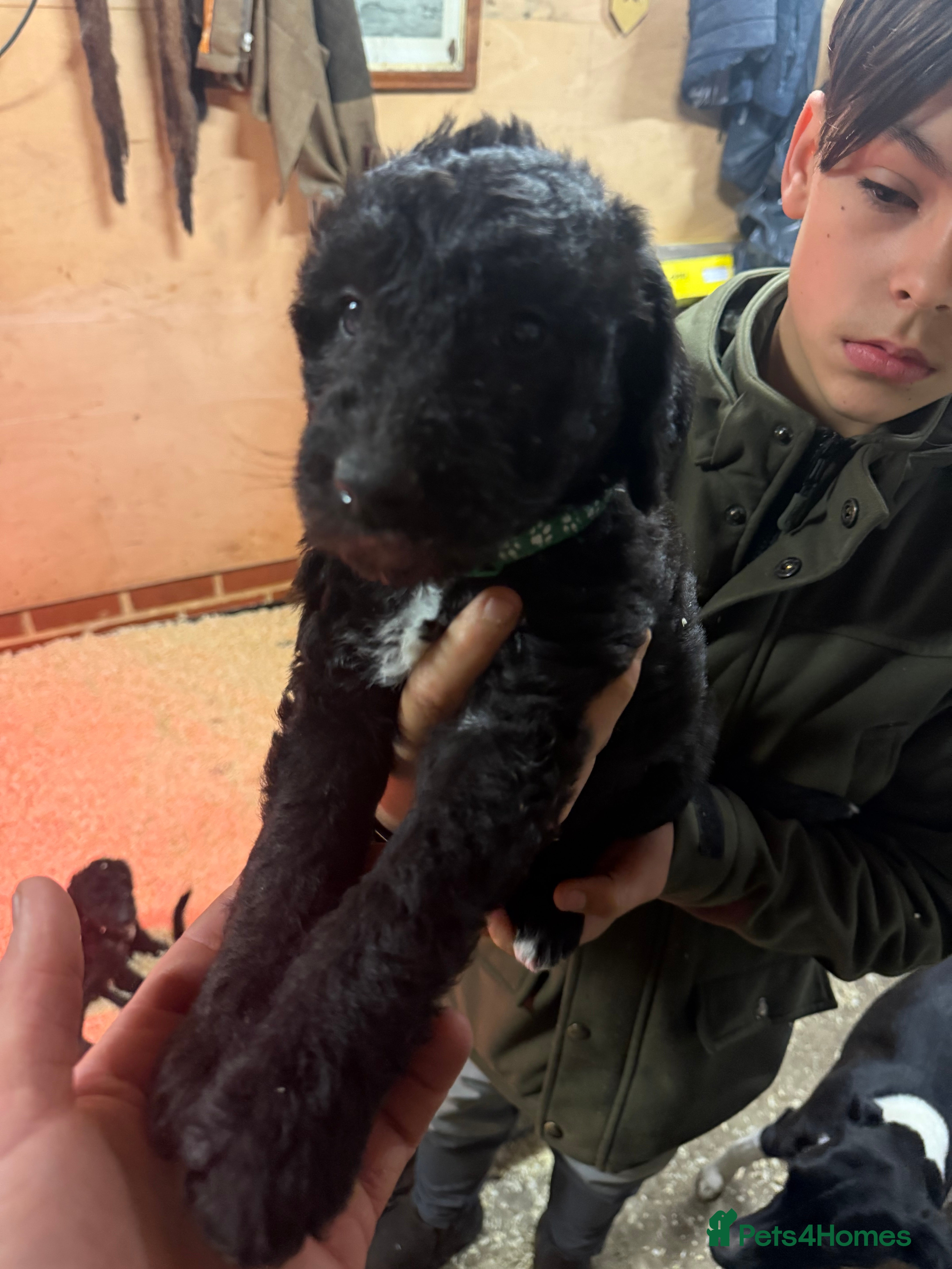 Mixed Breed dogs Bedlington x whippet Lurcher pups - Advert 3