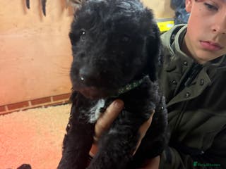Mixed Breed dogs Bedlington x whippet Lurcher pups - Advert 5