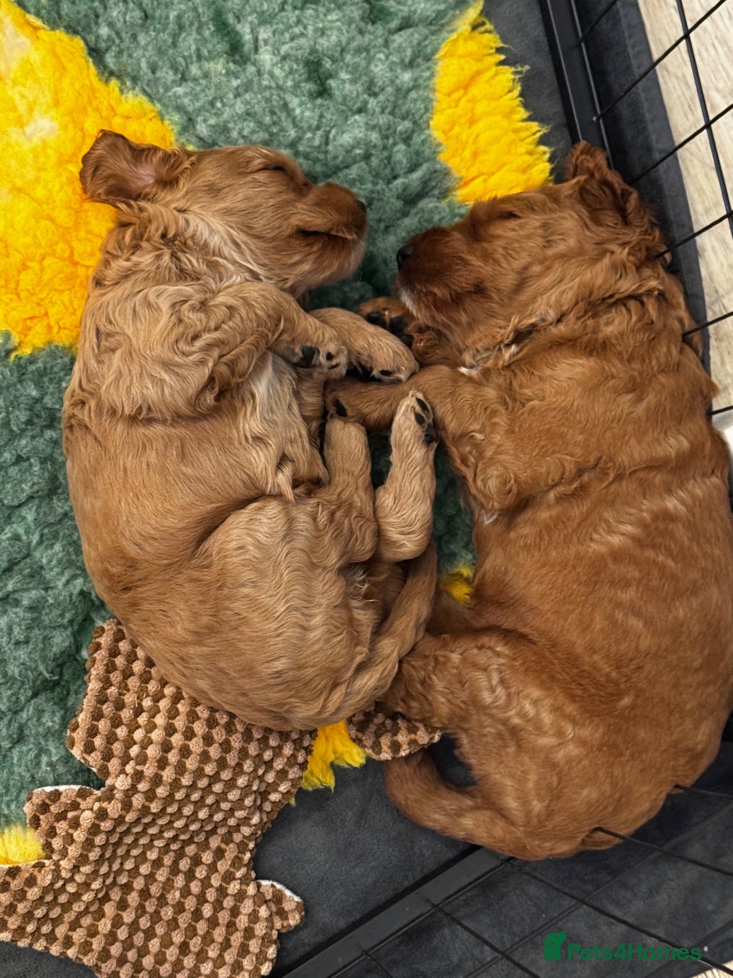 Double Doodle dogs Two Beautiful Double Doodle Puppies – Boy & Girl - Advert 2