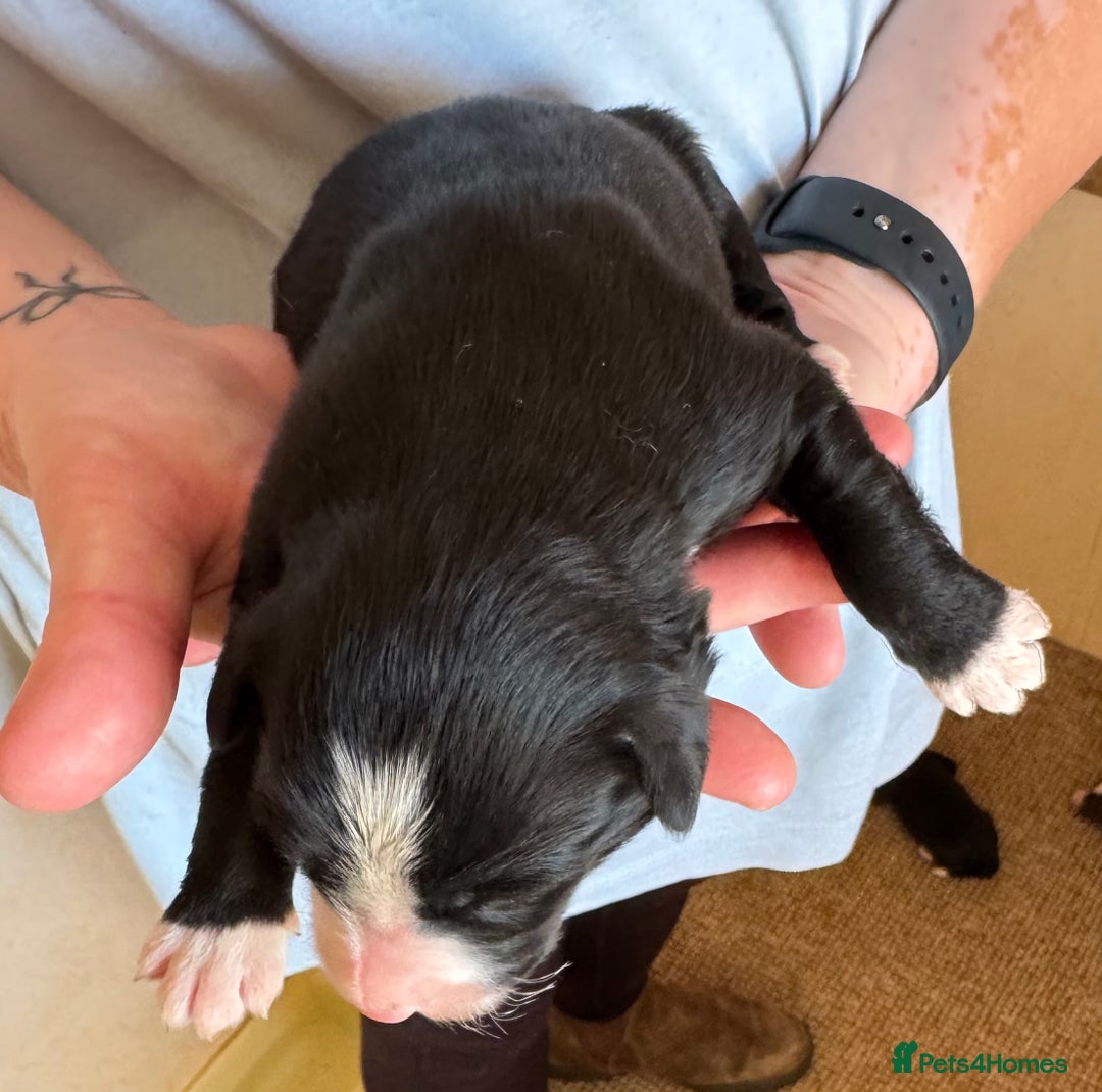 Bearded Collie dogs for sale: 6 Bearded Collie Pups - Image 6