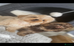 Shih Tzu dogs for sale: Shih tzu furbabies  - Image 2