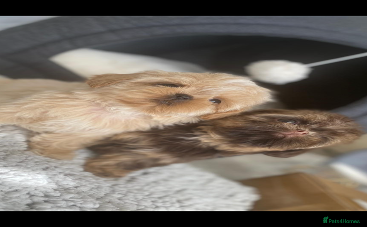 Shih Tzu dogs - Advert 9