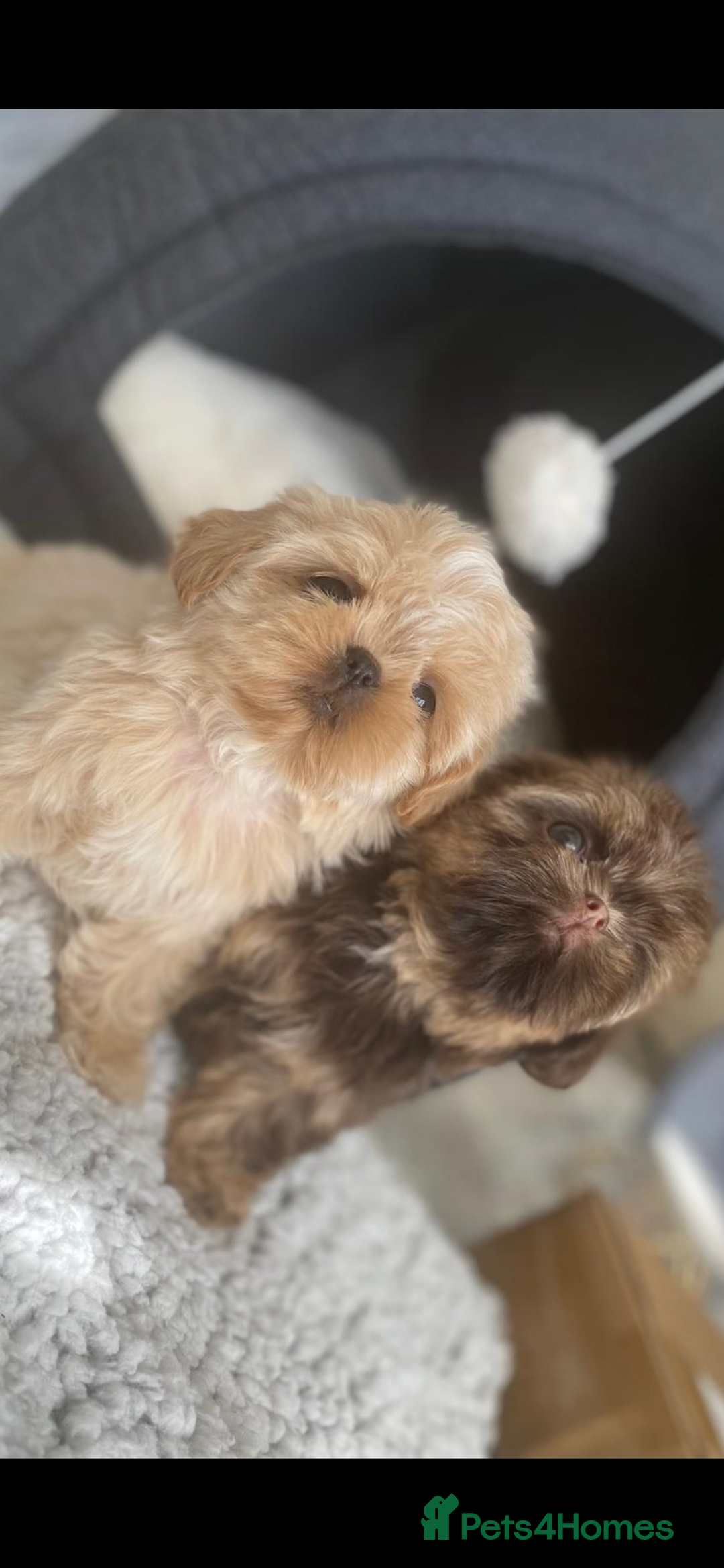 Shih Tzu dogs for sale: Shih tzu furbabies  - Image 2