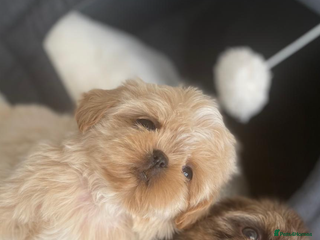 Shih Tzu dogs - Advert 25