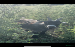 Goats livestock for sale: 3 x Wether Pygmy Goats  - Image 1