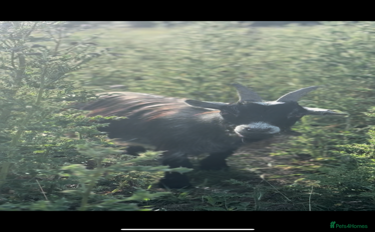 Goats livestock - Advert 1