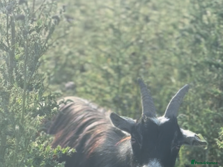 Goats livestock - Advert 1