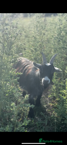 Goats livestock - Advert 1