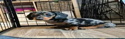 Miniature Dachshund dogs for sale: 🐾​Elite KC One left Reduced from 1400!🐾 - Advert 26