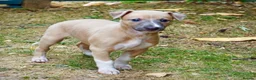 Whippet dogs for sale: Crufts winning parents - Advert 1
