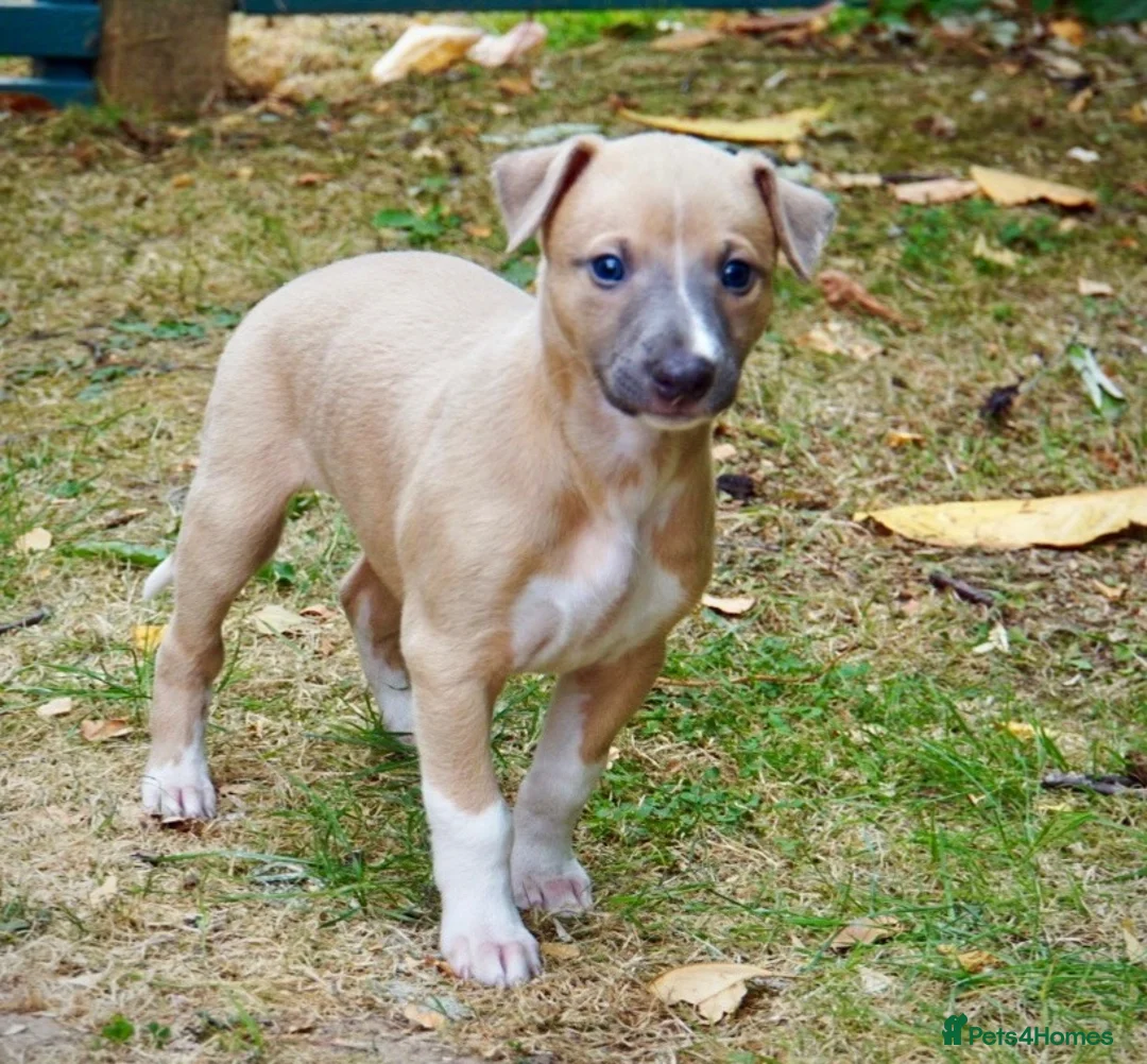 Whippet dogs for sale: Crufts winning parents - Advert 1