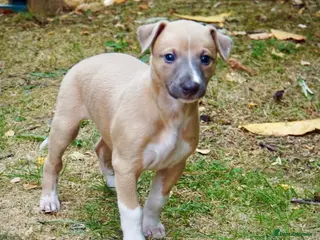 Whippet dogs Crufts winning parents - Advert 1