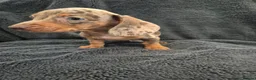 Miniature Dachshund dogs for sale: Miniature Dachshund READY NOW - Advert 22