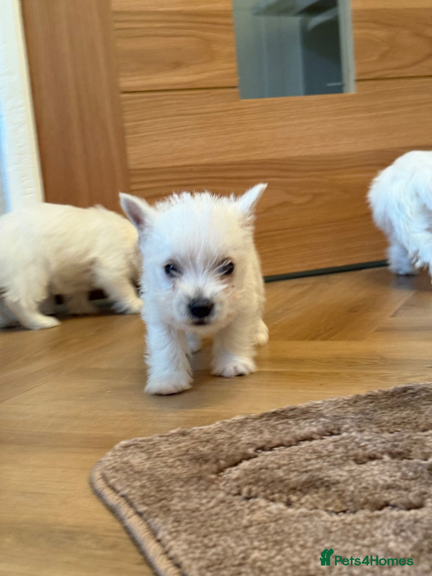 West Highland Terrier dogs for sale: Westie puppies  - Advert 9
