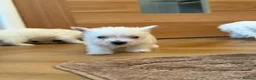 West Highland Terrier dogs for sale: Westie puppies  - Advert 2