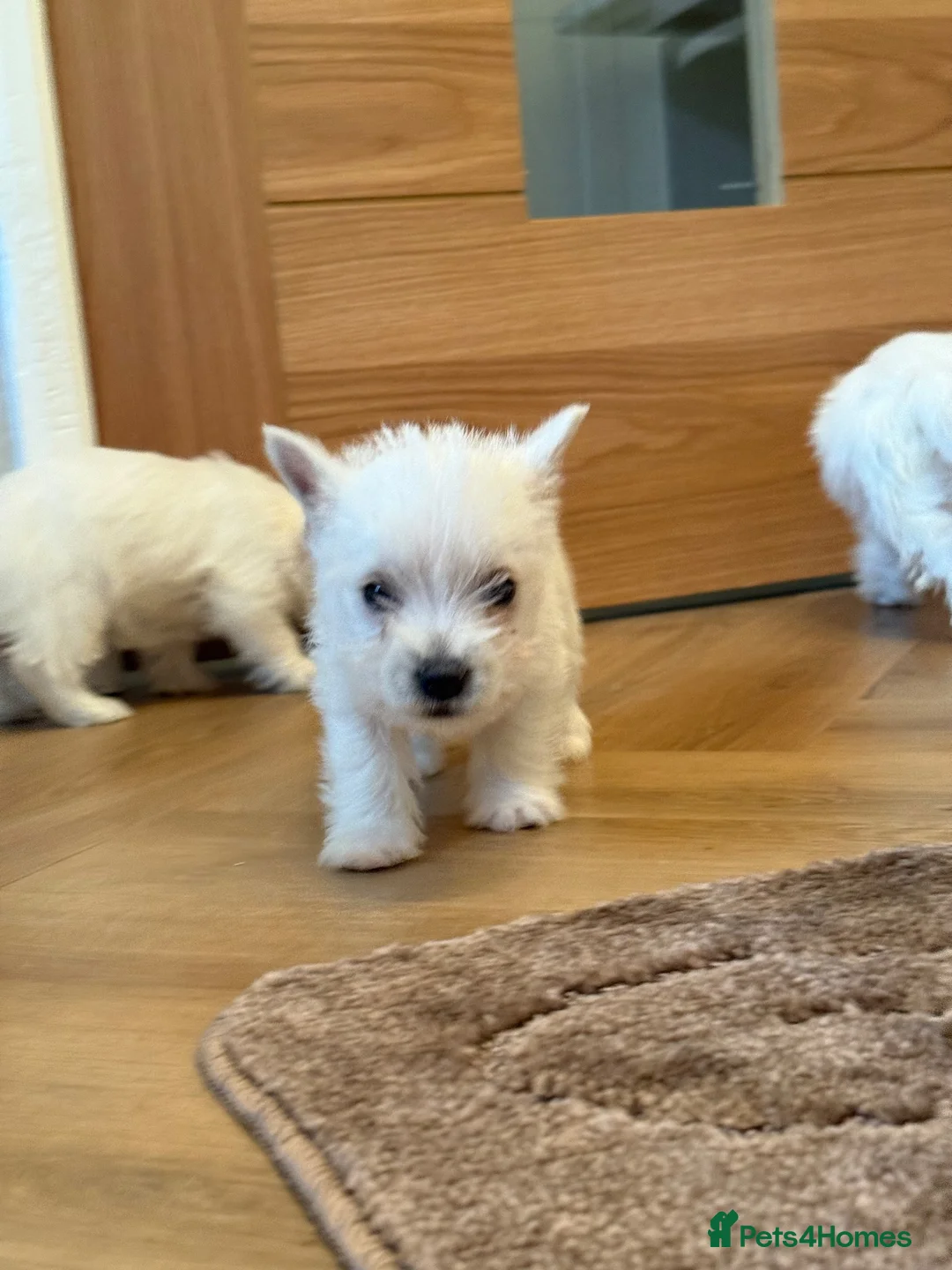 West Highland Terrier dogs for sale: Westie puppies  - Advert 2