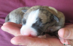 Whippet dogs for sale: Exceptional Small Show Type Whippets in Welshpool - Image 5