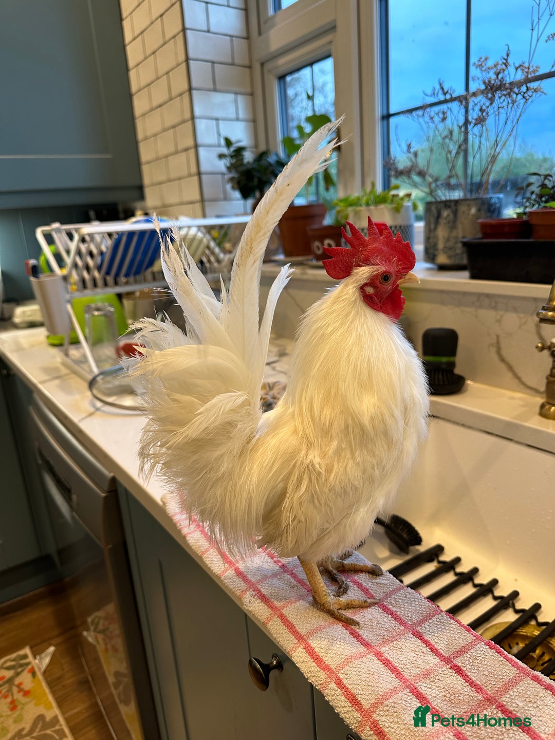 Chickens poultry for sale: Serama x silkie chicks ultra soft, fluffy and tiny - Image 11