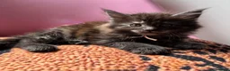 Maine Coon cats for sale: 🖤Stunning Black Smoke Maine Coon Girls - Advert 25